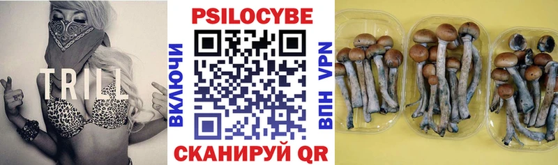 Псилоцибиновые грибы Cubensis Новошахтинск